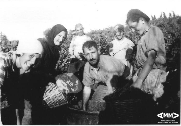 Verema amb en Miquel Blanchar a la vinya de cal Didot