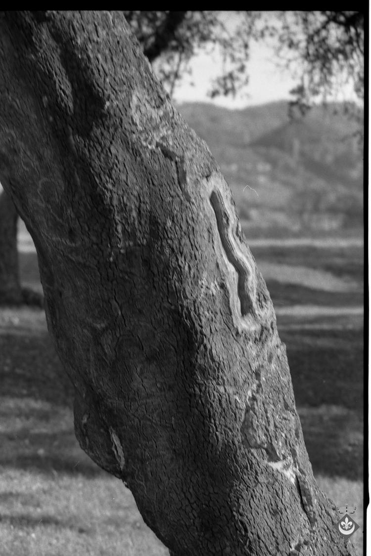 Bosc de les Alzines Sureres