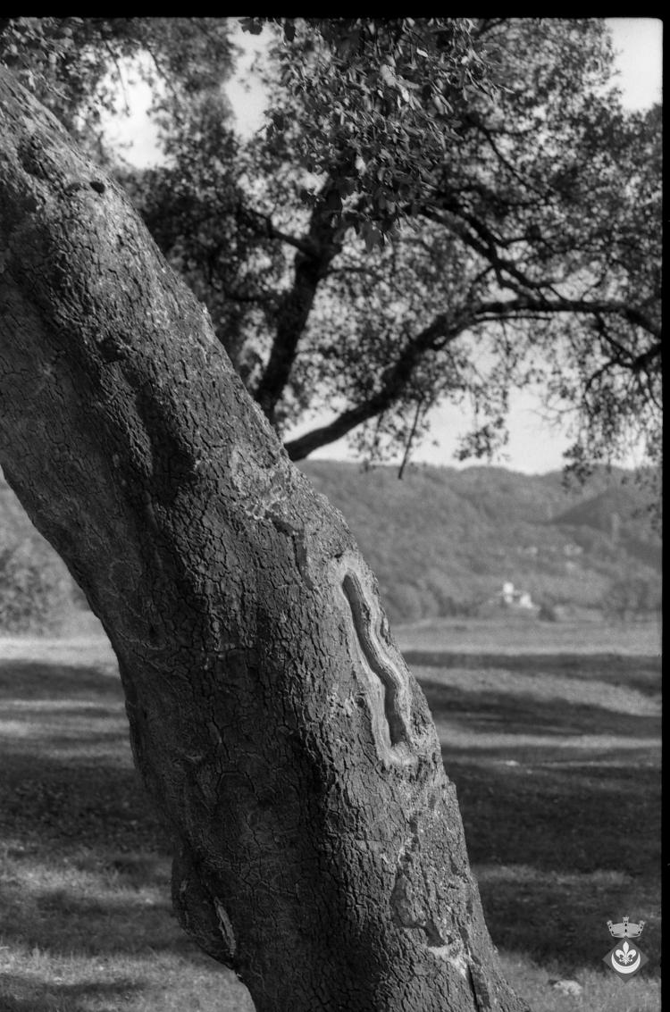 Bosc de les Alzines Sureres