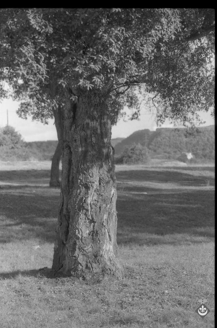 Bosc de les Alzines Sureres