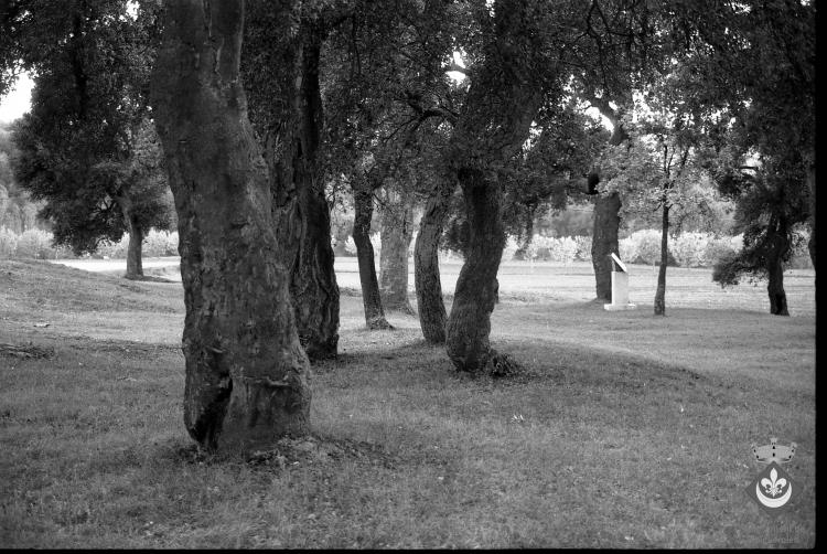 Bosc de les Alzines Sureres amb el monument de l'Àlbula, obra del pintor i escultor Pablo Palazuelo, inaugurada l'any 1996