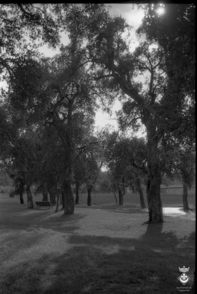 Bosc de les Alzines Sureres