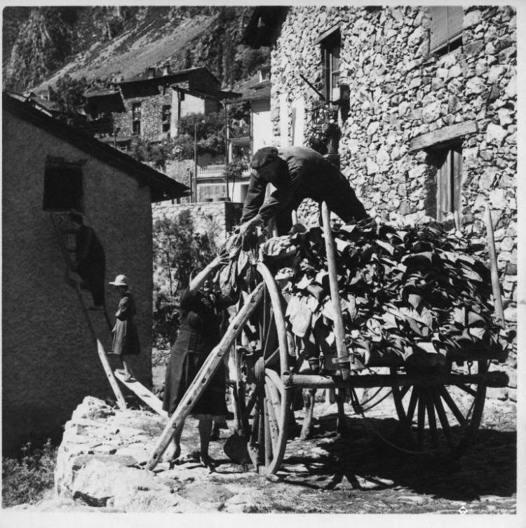 Treballs de càrrega de fulles de tabac a un carro a Andorra la Vella