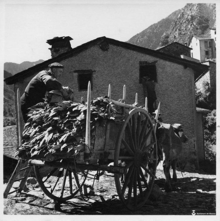 Home carregant fulles de tabac en un carro tirat per bous a Andorra la Vella