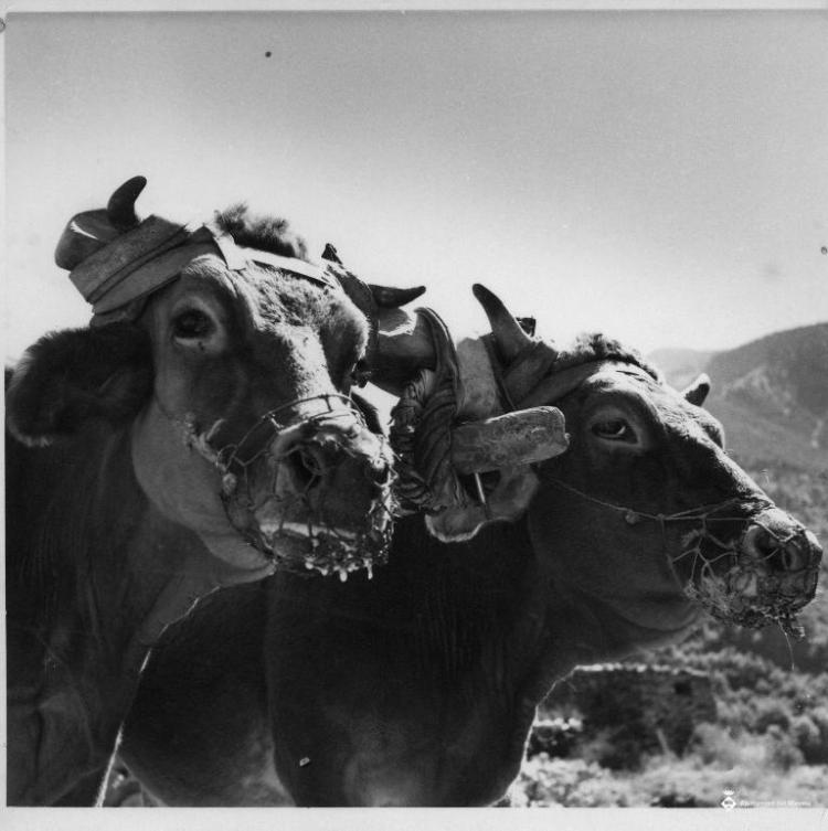 Detall dels caps de dos bous junyits a Andorra la Vella