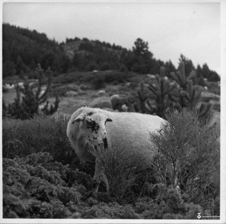 Ovella pastant a la zona de l'estany de la Bollosa