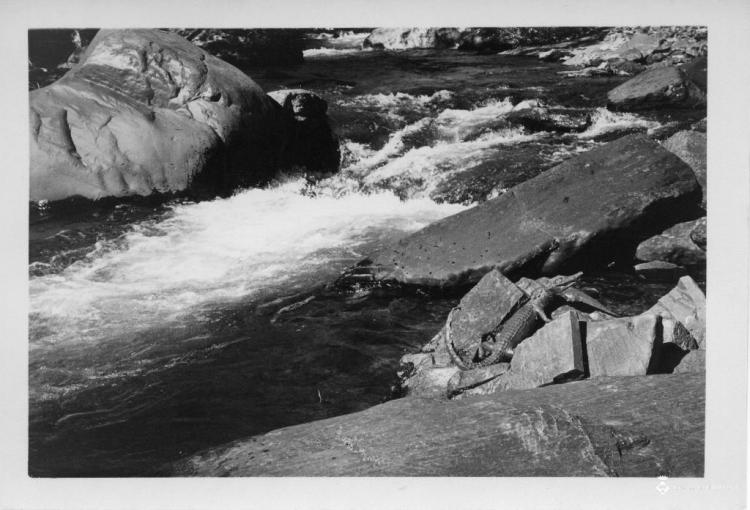 Cocodril sobre unes roques d'un riu d'Andorra