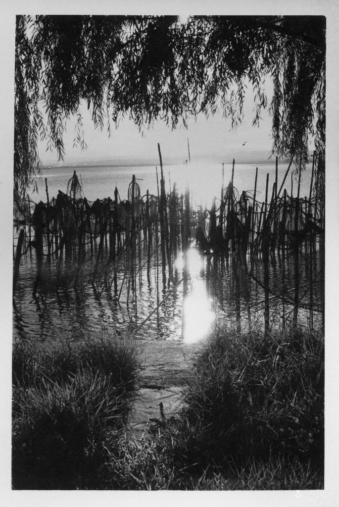 Vista de l'Albufera de València entre les canyes