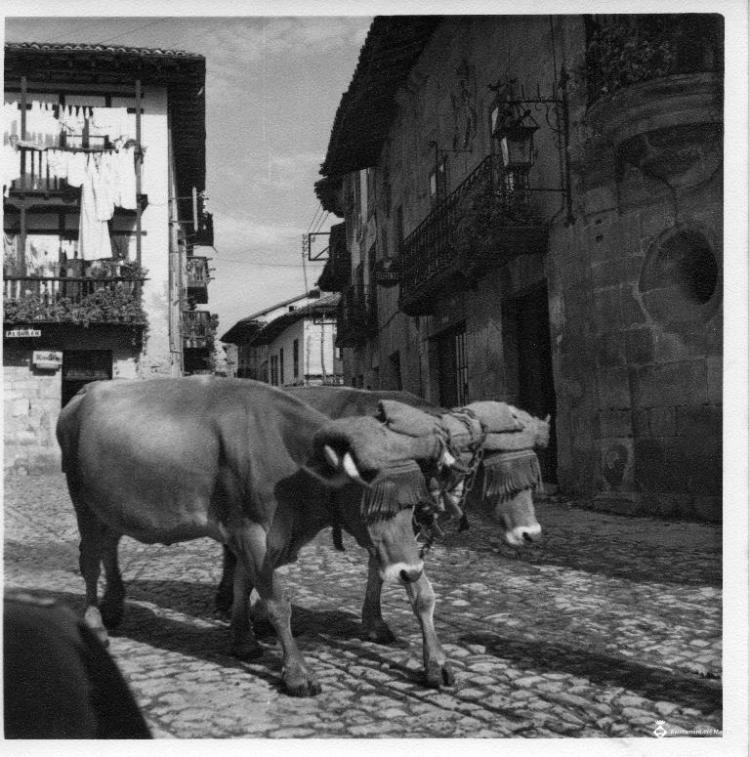 Dos bous junyits a Santillana del Mar (Cantàbria)