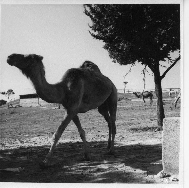 Dromedari al zoològic del Retiro de Madrid