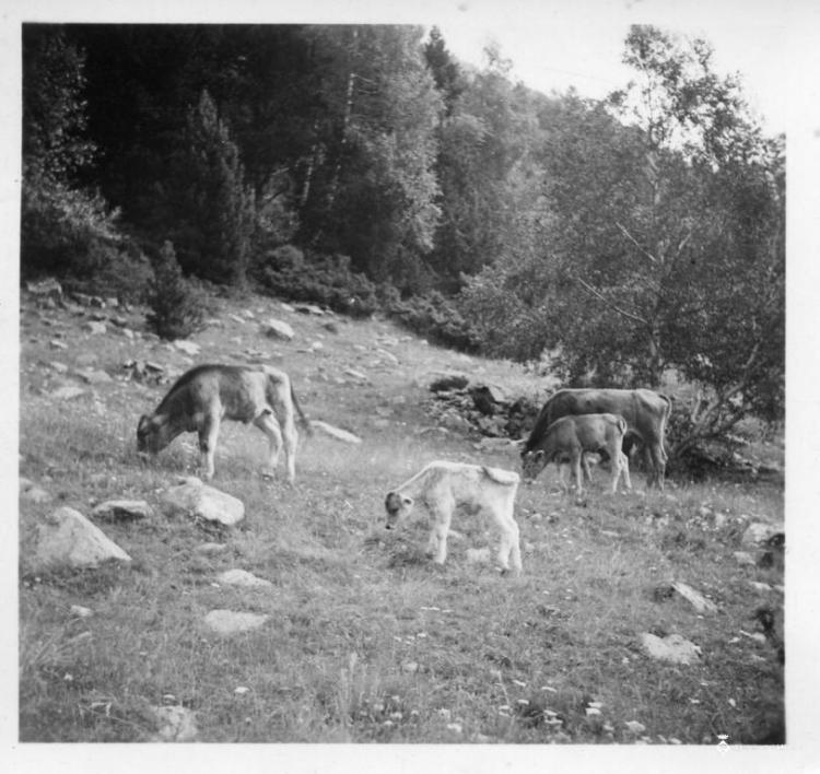 Vaques i vedells a la zona de l'estany de Sant Maurici