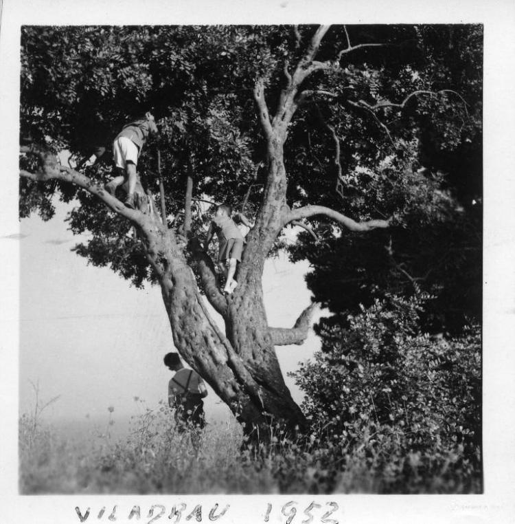 Tres nens jugant al voltant d'un arbre a Viladrau (Osona)