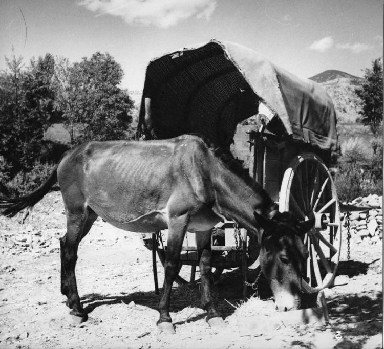 Cavall al costat d'un carro a la vall del riu Valira