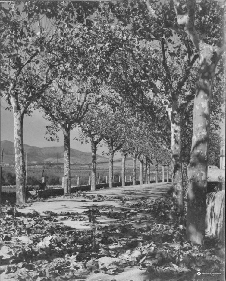 Vista del camí Antic d'Alella?