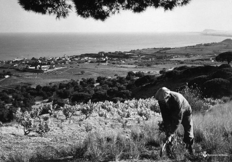Un home treballant una vinya i perspectiva del Masnou