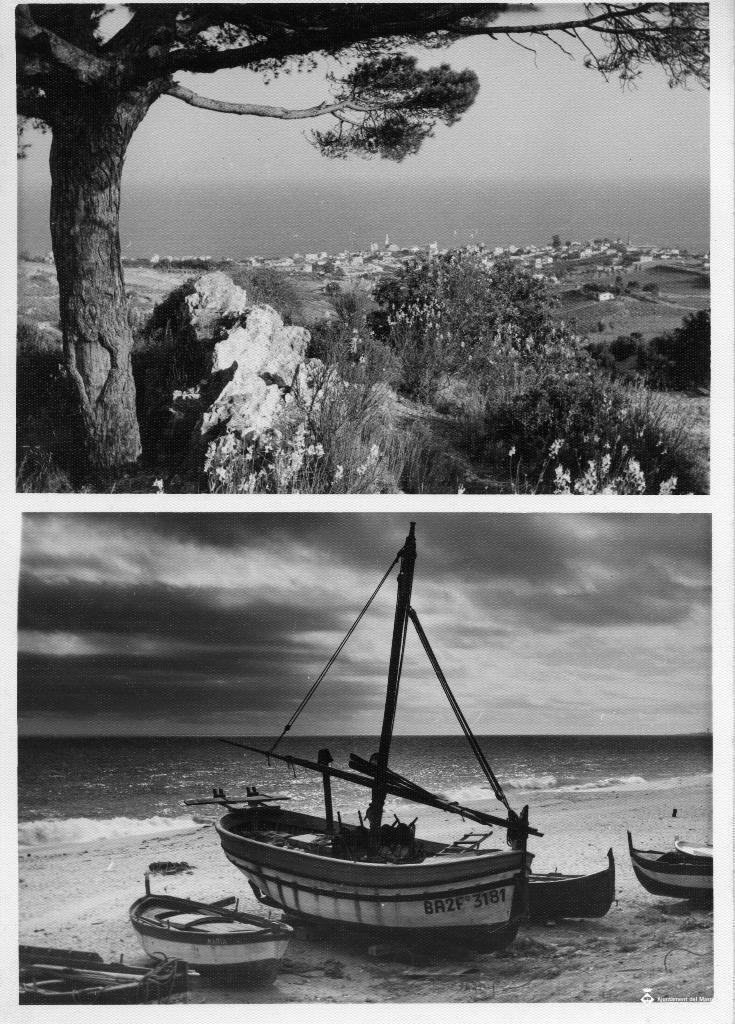 Muntatge amb dues fotografies una d'una barca i l'altra d'un pi