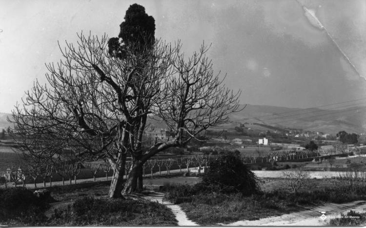 Perspectiva d'uns camps de conreu