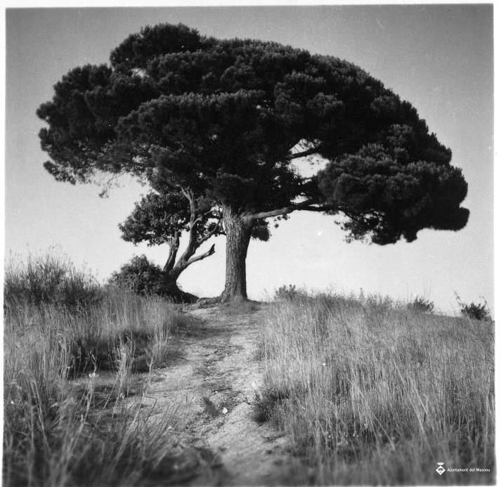 Pi de l'Indià