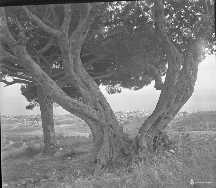 Imatge d'un arbre