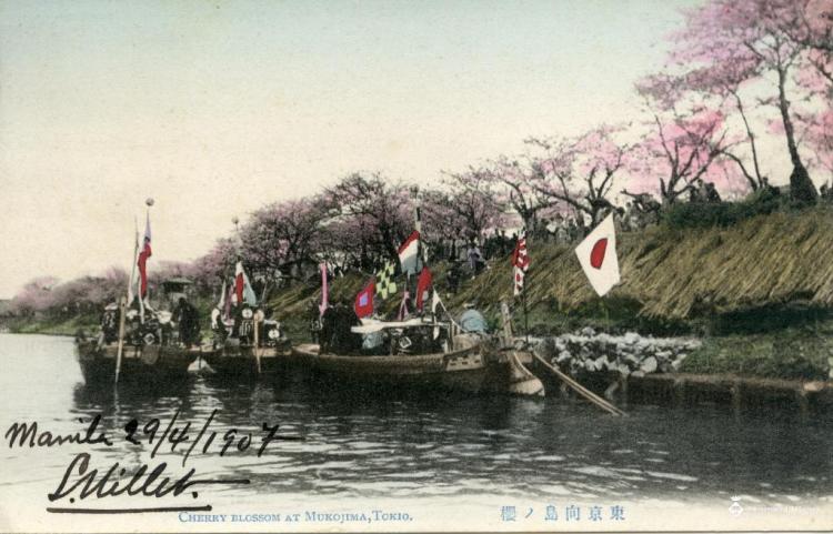 Cherry blossom at Mukojima, Tokio
