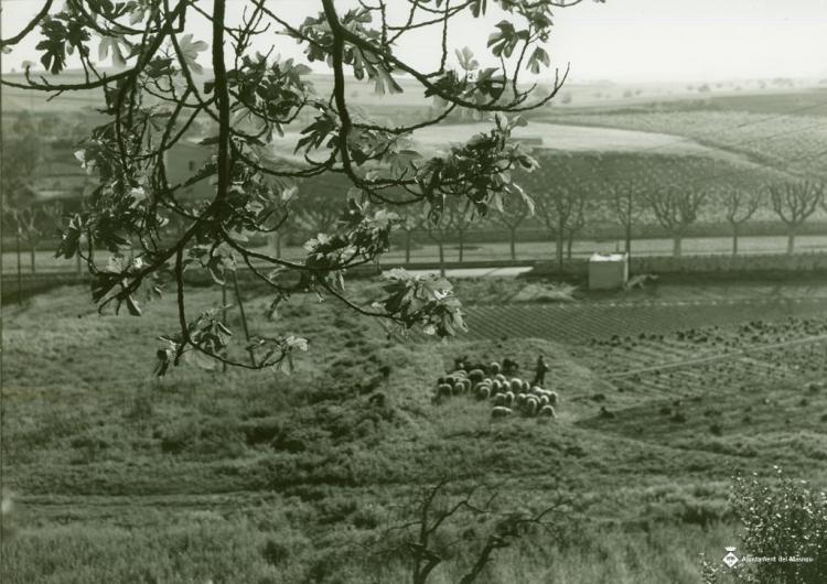 Vista d'uns camps i un ramat de bens