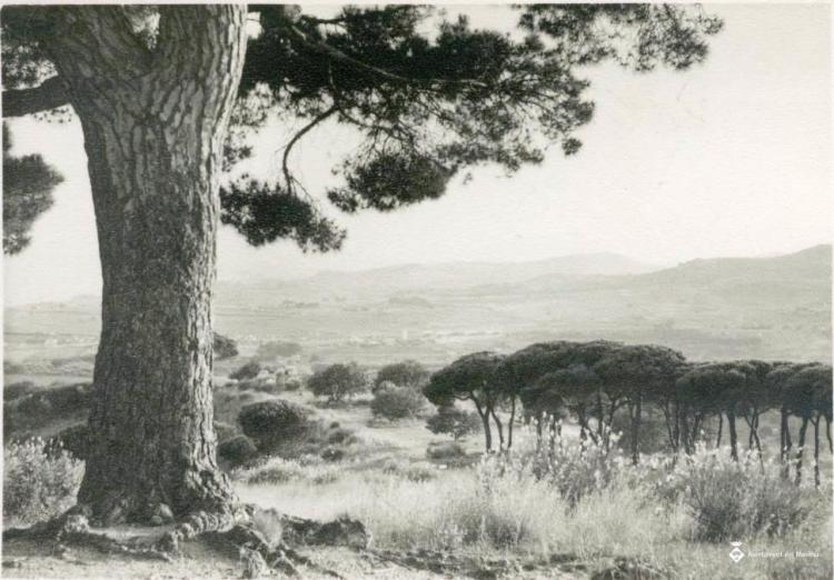 Vista d'una pineda
