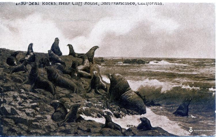 1730 Seal rocks, near Cliff House, San Francisco California