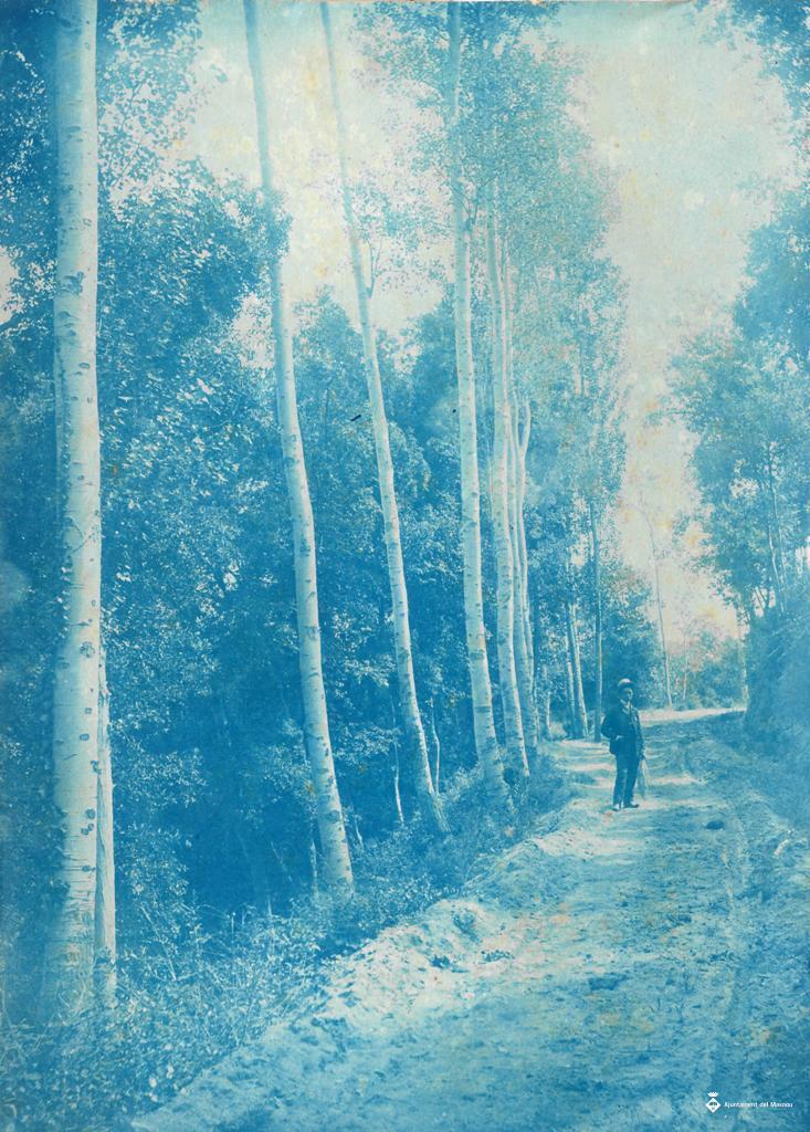 Camí forestal a Sabadell