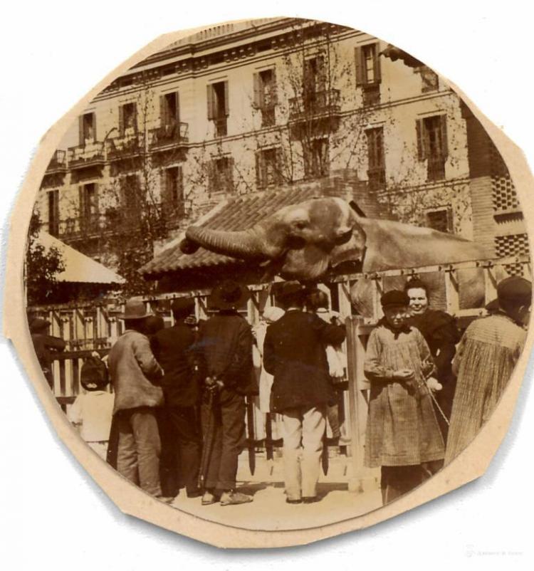 Elefant a un carrer de Barcelona