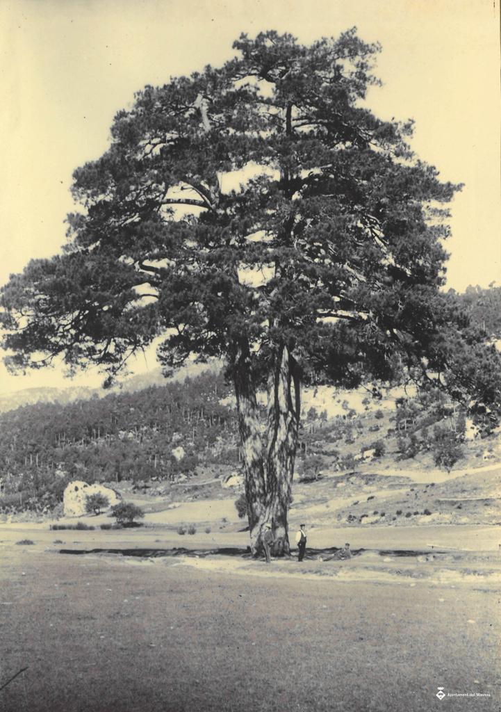 Arbre a Berga