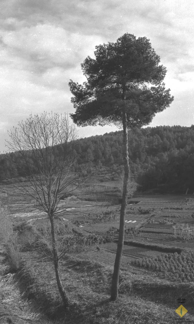 Vista general de la riera de Rafamans amb els horts de Ca n'Ollé