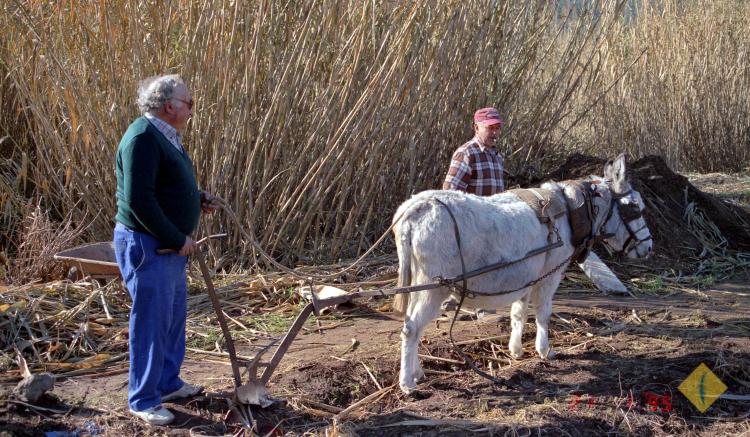 Homes llaurant l'hort amb un ruc