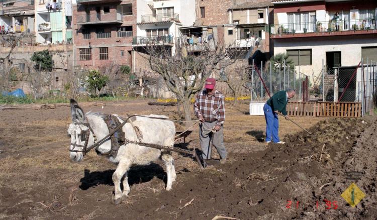 Josep Planas llaurant l'hort amb un ruc