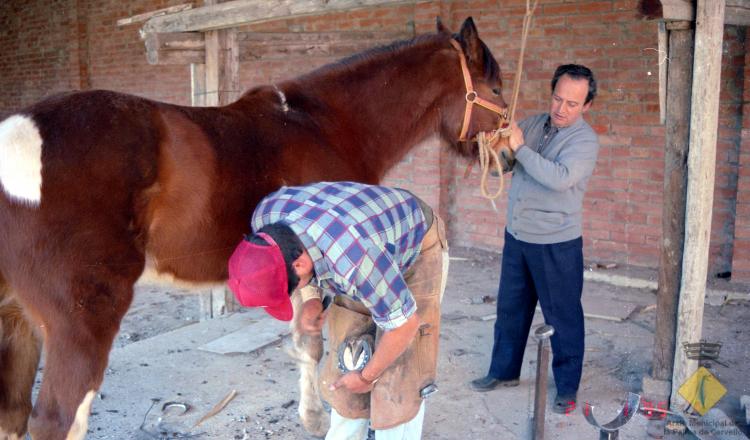 Josep Planas ferrant un cavall