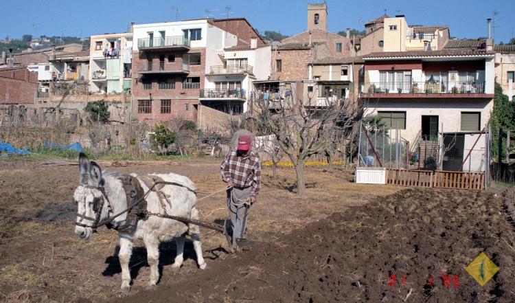 Josep Planas llaurant l'hort amb el seu ruc