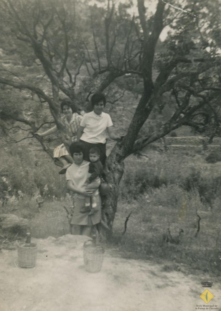 Dones i infant en una olivera al camí de Santa Rita