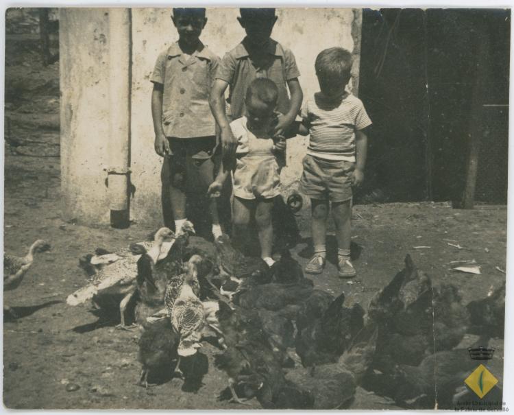 Grup d'infants miren com mengen paons i gallines