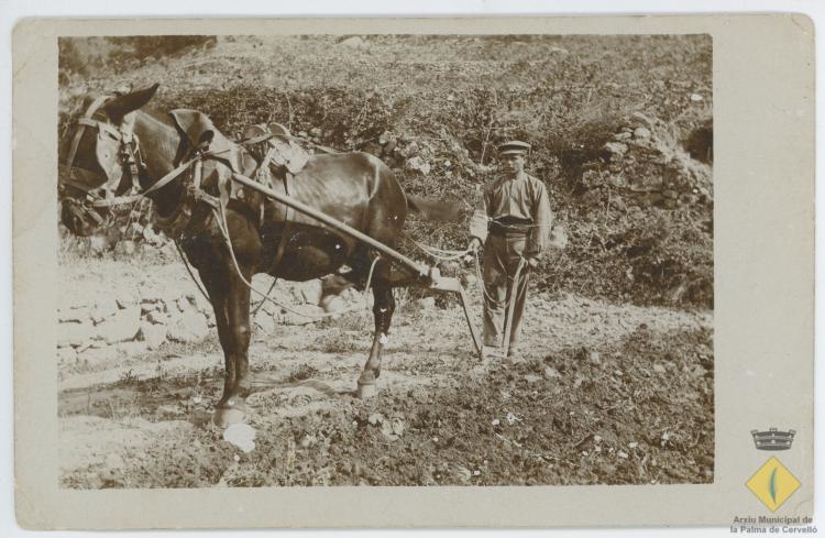 Pasqual Ollé Obiols amb un cavall llaurant el camp