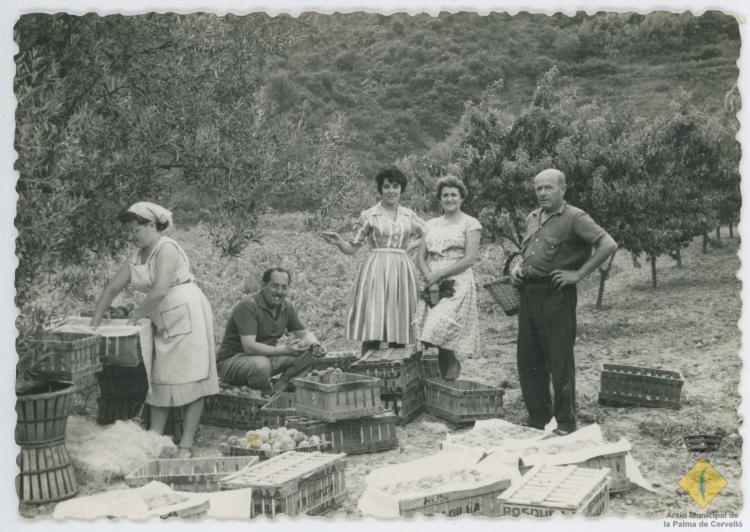 Grup d'homes i dones encaixant préssecs a un camp