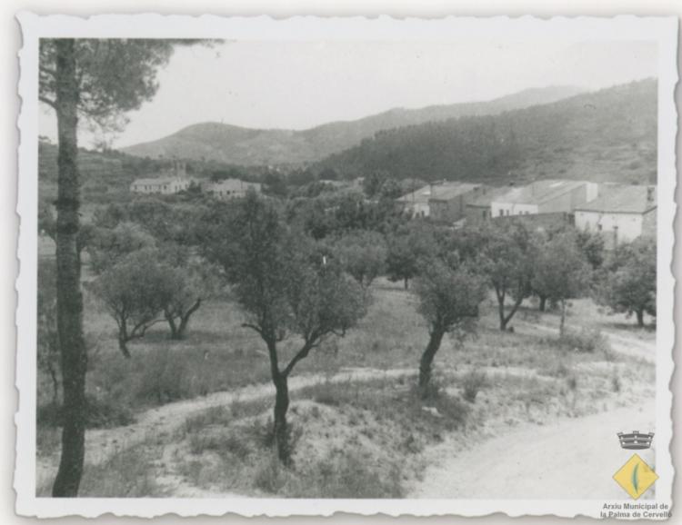 Antic camp d'arbres fruiters just abans de construir-hi el nou camp de futbol