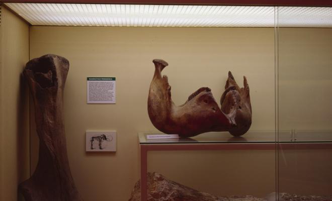 Vitrina de l'Institut Català de Paleontologia Miquel Crusafont