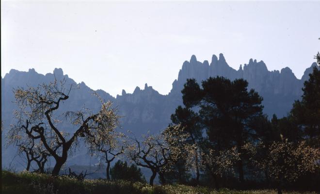 La muntanya de Montserrat amb uns ametllers florits en primer terme