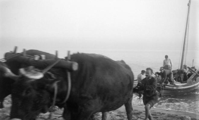 Barca tirada per bous en una platja a Caldes d'Estrac