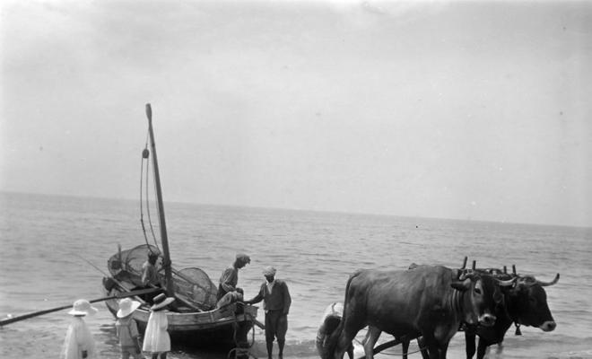 Barca tirada per bous en una platja a Caldes d'Estrac