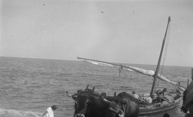 Barca tirada per bous en una platja a Caldes d'Estrac