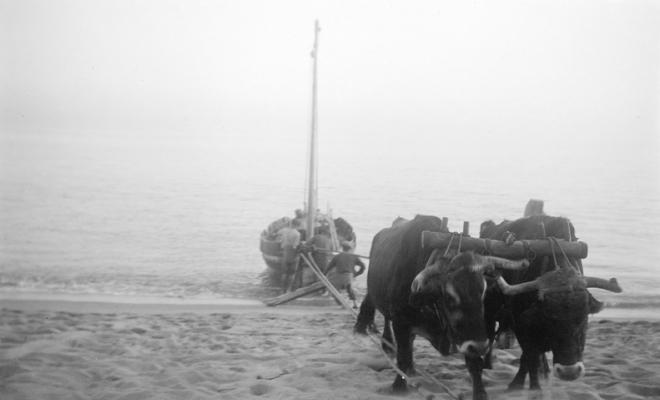 Barca tirada per bous en una platja a Caldes d'Estrac