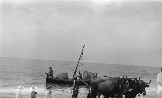 Barca tirada per bous en una platja a Caldes d'Estrac