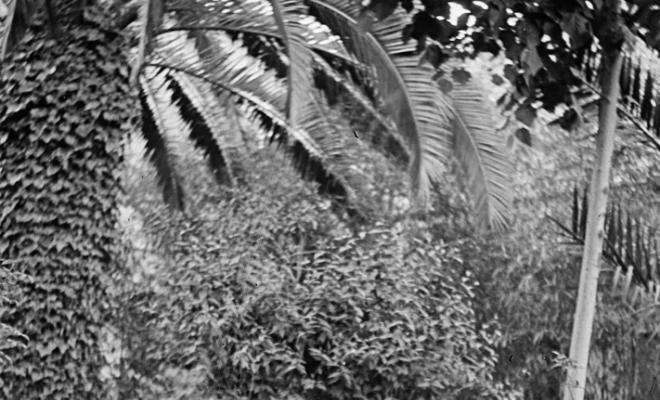 Dona en un jardí