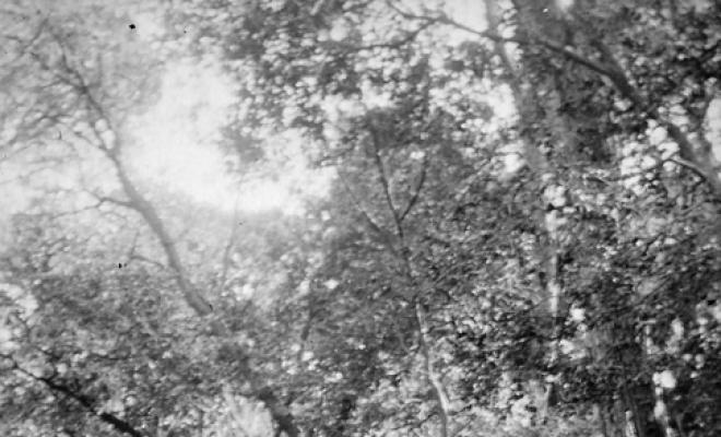 Lectura al bosc de Can Feu