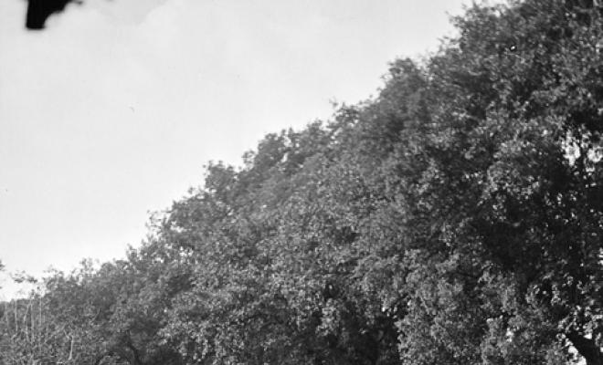 Camp d'herba